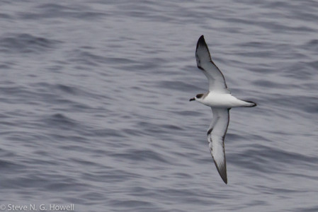 ...to Pterodroma petrels, here a Juan Fernandez Petrel (almost all of the seabird pictures presented in the slideshow have been taken from the ship).