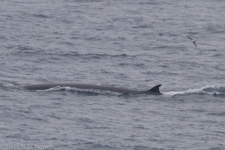 Other sea life may include whales, such as this Bryde&rsquo;s (pronounced Bruder&rsquo;s) Whale....