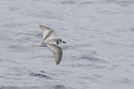 De Filippi&rsquo;s (or Masatierra) Petrel can be common during the first few days.