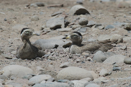Another stop in Peru may produce the cryptic Peruvian Thick-knee...