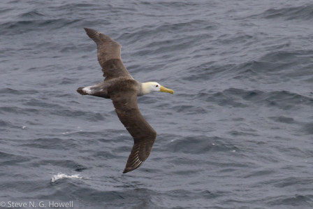 Farther north we should see Galapagos (or Waved) Albatross, 