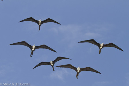 Along with groups of frigatebirds that sail effortlessly overhead.