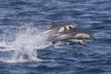 Many hundreds of dolphins can occur on some days, including Short-beaked Common Dolphins...