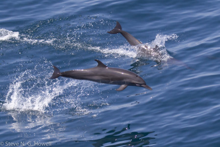 ... and Pantropical Spotted Dolphins. 