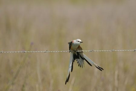 We'll also visit the drier country to the north of the river where we'll likely find the elegant Scissor-tailed Flycatcher....(BR)