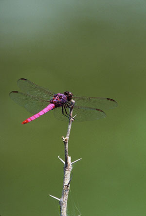 ...this male Roseate Skimmer...