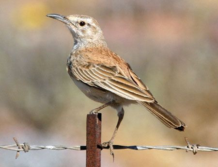 ...while others of that family will include Karoo Long-billed Lark.
