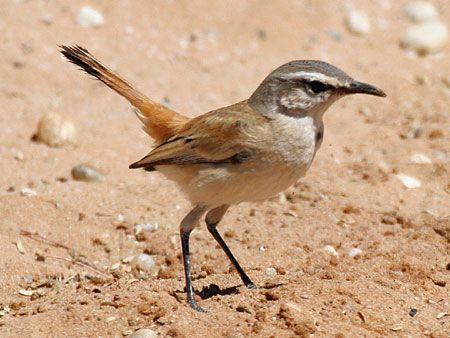 &hellip;to the tiny like this Kalahari Scrub Robin.