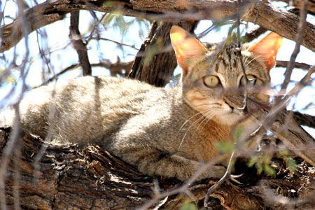 ...to the cute African Wild Cat.