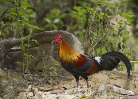 and the familiar, but wild Red Junglefowl.