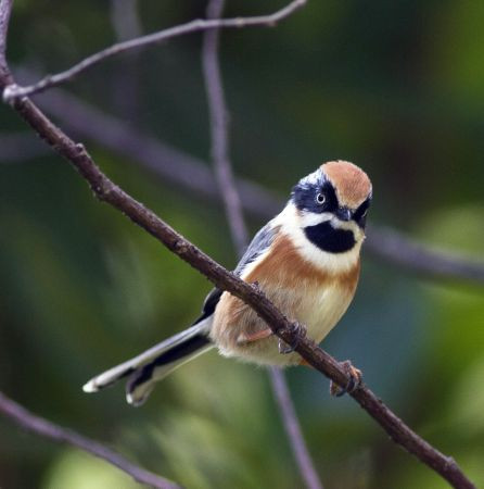 and the perky Black-throated Bushtit.
