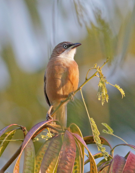 While other local species include White-throated babbler,
