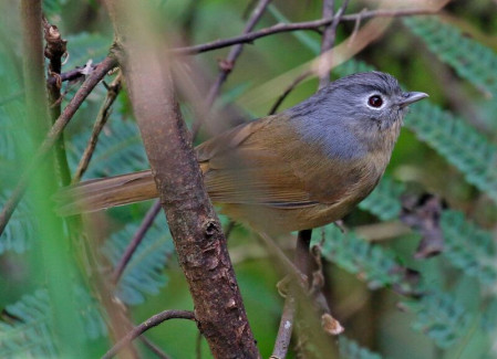 Despite its name, Yunnan Fulvetta isn&rsquo;t (quite) restricted to that province.