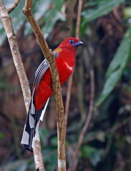...and Red-headed Trogon.