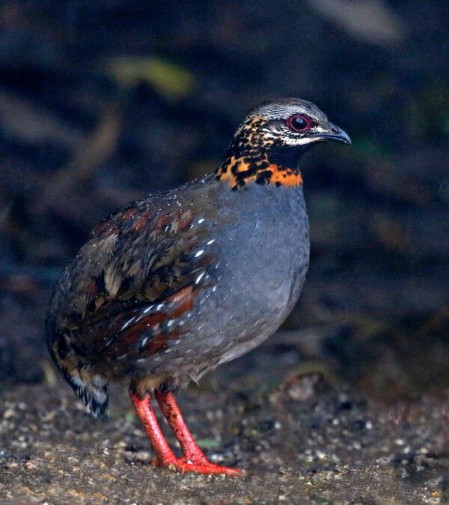 Here too we&rsquo;ll search for skulking species such as Rufous-throated Partridge...