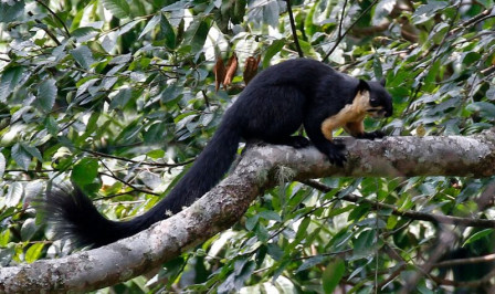 ...while Black Giant Squirrel can be seen crashing around the trees.