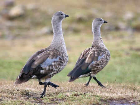 The plateau if perfect habitat for several endemic species such as Blue-winged Geese,..