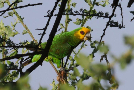 We end our tour with a relaxing stay at a luxury lodge on the shores of Lake Langano, where our last endemic species may well be the endearing Yellow-fronted Parrot.