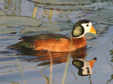 And the variety of waterbirds can include African Pygmy Geese,..