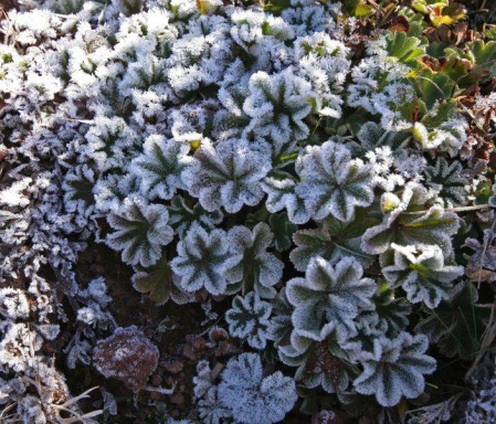 The flora up here is very interesting - here morning frost covers a species of Alchimilla (lady's mantle).