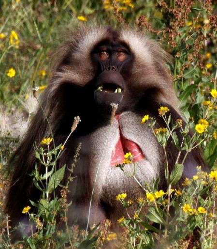 And this is also a great place to see the bizarre Gelada baboon.