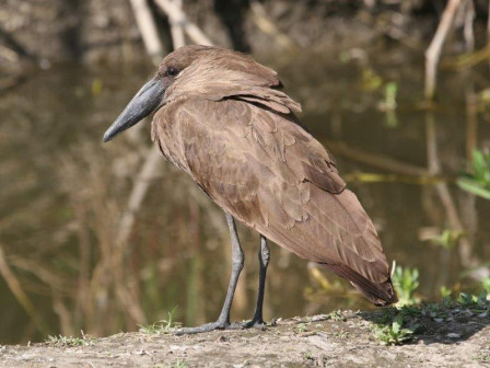 Some species such as this Hamerkop can be incredibly confiding.