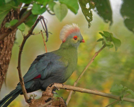 This journey takes us into the realm of one of Ethiopia's most fabled birds -  Prince Ruspoli's Turaco