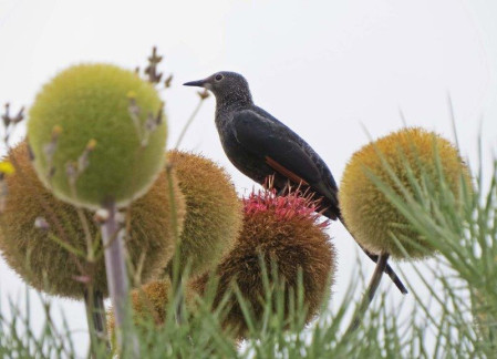 Encountering new birds such as Slender-billed Starling as well as some interesting flora.