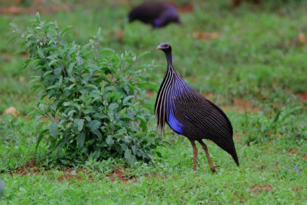 and the electric-blue Vulturine Guineafowl.