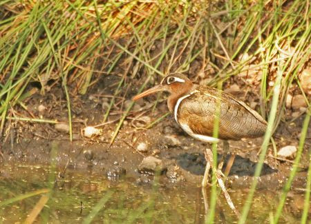 ...and this is also a reliable site for Greater Painted Snipe.