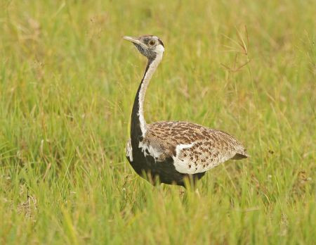 ...and the open grassland and wetlands of the crater are great for birds such as this Black-bellied Bustard...