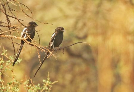 Magpie Shrikes are very social, often hunting in small groups...