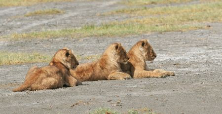 ...with cubs waiting for the next meal.