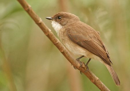 There are lots of birds right around our huts such as the local speciality, Swamp Flycatcher&hellip;