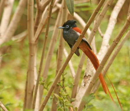 ...and the dashing African Paradise Flycatcher.
