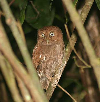 Among the attractions at Monteverde are Bare-shanked Screech-Owl...