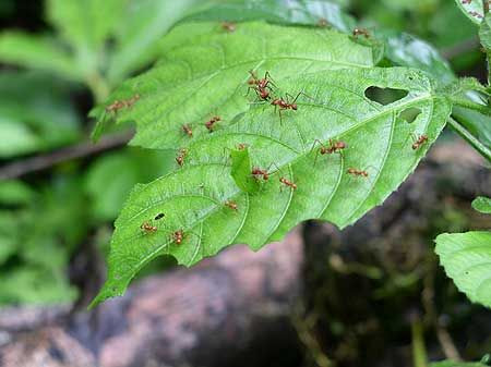 We always have time to look at things other than birds, such as these busy leaf-cutter ants by the trail...