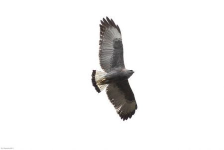 Variable Hawk is one of the species to be looked for way up here&hellip;