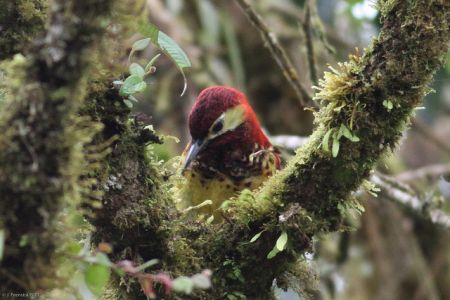 Cinnamon-mantled Woodpecker is a splash of color in the foliage&hellip;