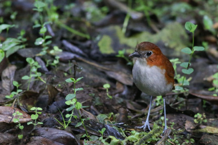 An antpitta feeding station near the dining room often attracts a White-bellied Antpitta...
