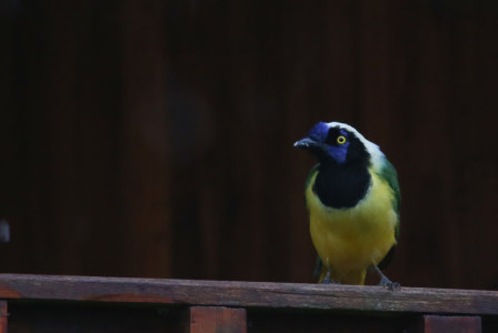 The birding is excellent. Green Jays are common and noisy in the morning&hellip;
