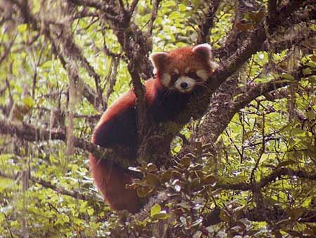 ...while in the forested lower reaches, we often encounter the delightful Red Panda...