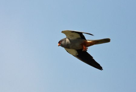 ...elegant Amur Falcons...