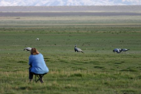 ...and waiting for one's turn can have rewards, here in the form of curious Demoiselle Cranes...