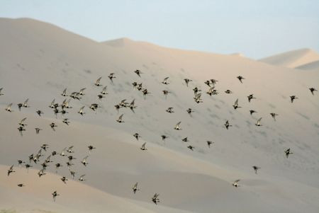 ...form a backdrop to a flock of Pallas's Sandgrouse coming in to drink at a desert pool...