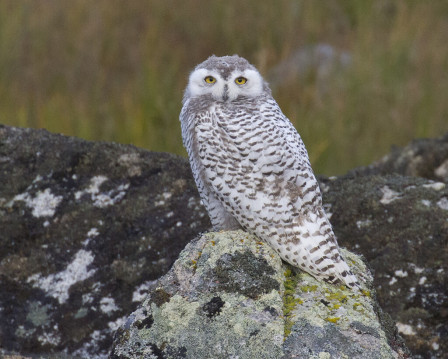 ...and in some years we find young Snowy Owls nearby, feasting on the numerous Tundra Voles.