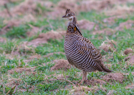 &hellip; and here we'll look for Greater Prairie Chickens along roadsides...