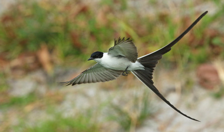 ...like this stunning Fork-tailed Flycatcher!
