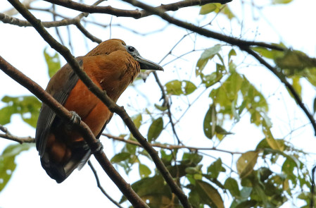 ...the weird looking Capuchinbird and his impressive display...