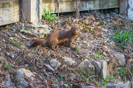 ...and the rarely seen Mink is possible as they search for mates in early spring.